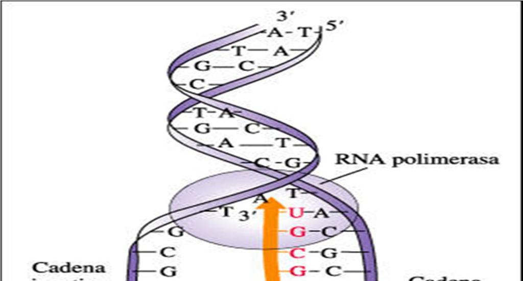 complejo de ADN y