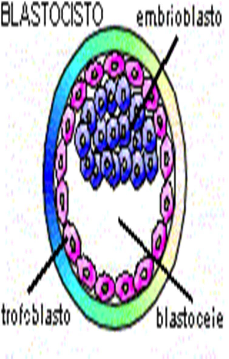 BLASTOCISTO Se forma el blastocele Cavidad única que se forma al introducirse líquido en los espacios intercelulares Masa