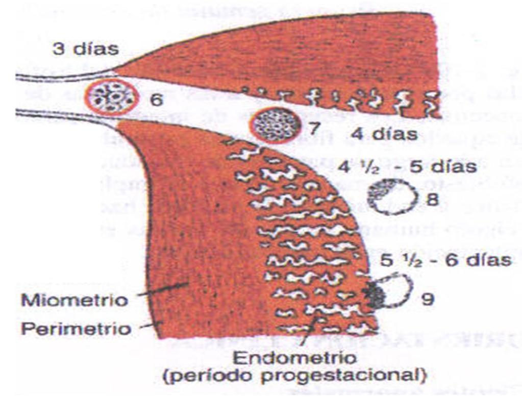 Perimetrio Miometrio Endometrio ÚTERO.