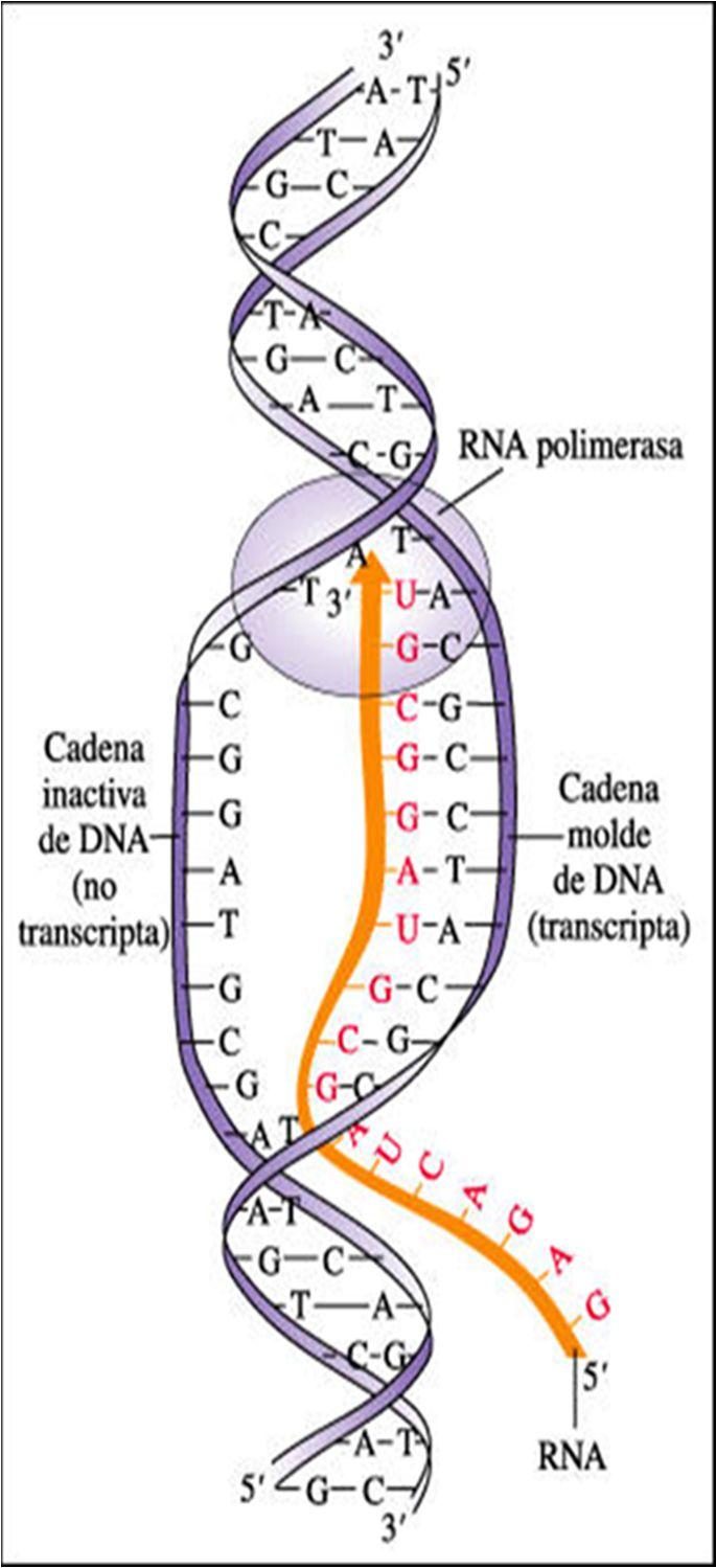 TRANSCRIPCIÓN GENÉTICA La cromatina aparece como pequeñas esferas de nucleosomas sobre un cordel de ADN y se denomina heterocromatina.