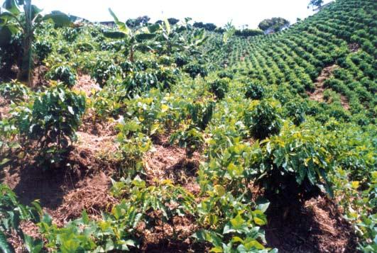 225 Población. Para una hectárea de café puede sembrar 120.000 plantas de fríjol por ciclo. Productividad. En una hectárea puede obtener entre 900 y 1.200 kilogramos de fríjol seco por cosecha.