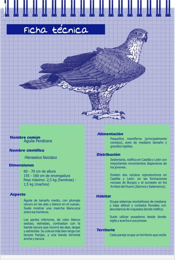 Campaña escolar del Proyecto LIFE de conservación del Águila Perdicera en  las ZEPA de Burgos - PDF Free Download