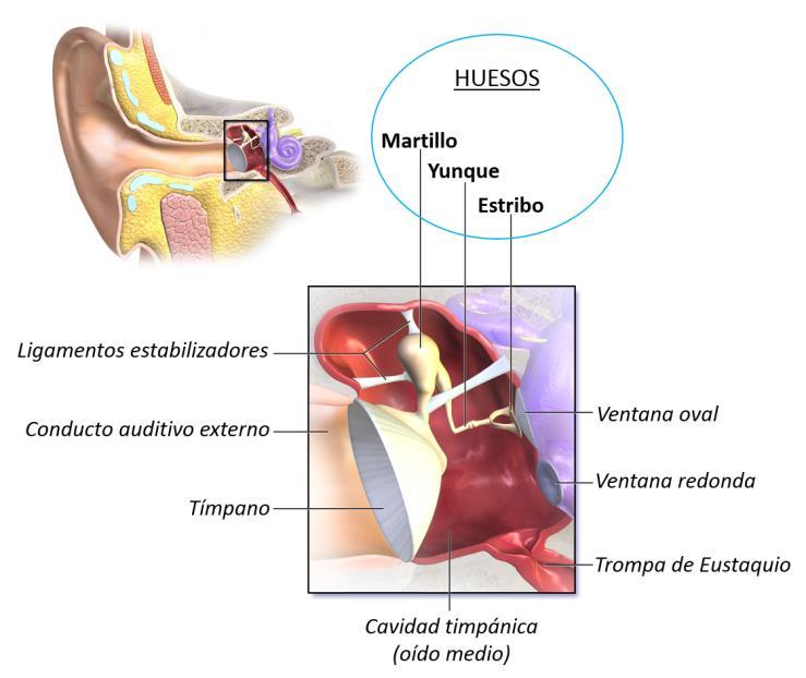 o El pabellón auricular (oreja), es un gran repliegue cutáneo de superficie característicamente plegada, sostenido por una lámina cartilaginosa que da rigidez y elasticidad.