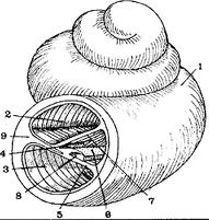 El interior del caracol consiste en tres canales llenos de líquido y separados por membranas.