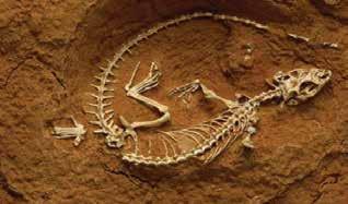 Paleontología La paleontología es el área de la ciencia que estudia los fósiles, o sea,