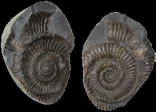 Tipos de fosilización Existen varios tipos de fosilización que pueden tener lugar, dependiendo del proceso o fósil que se obtiene.