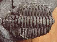 Saurolophus Mineralización Es uno de los procesos de fosilización más comunes en la paleontología.