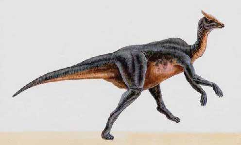 Saurolophus El Saurolophus El Saurolophus, o Saurólofo, cuyo nombre significa lagarto con cresta, era un dinosaurio que pertenecía al grupo de los hadrosáuridos.