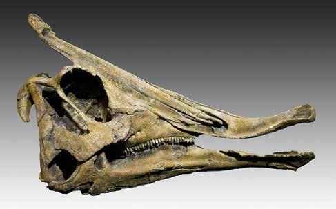 Dieta El Saurólofo, que pesaba cerca de 4 toneladas, usaba su pico para arrancar tallos y hojas duras, que masticaba utilizando las filas de dientes situadas al fondo