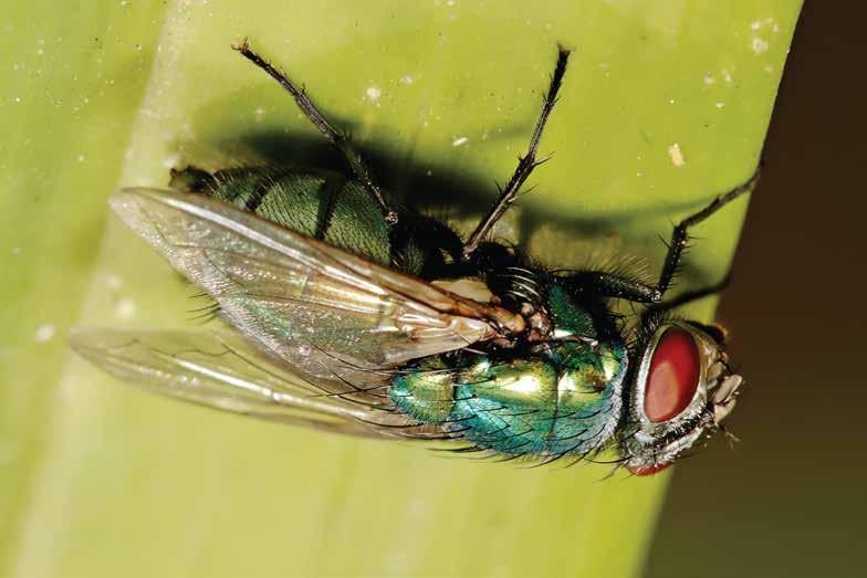 MOSCA DE LOS ESTABLOS O MOSCA BRAVA O STABLE FLY NOMBRE CIENTÍFICO: STOMOXIS CALCITRANS (LINNEAUS) SUS CARACTERÍSTICAS SON: - Son similares en su apariencia a una mosca doméstica pero se distingue