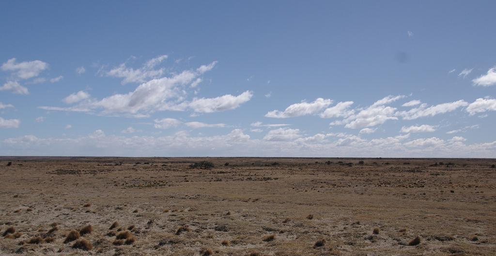 Estepa patagónica En el camino de acceso al parque, aproximadamente unos 30 km de una traza rural que serpentea sobre la estepa patagónica, se pueden observar gran cantidad de guanacos, algunos