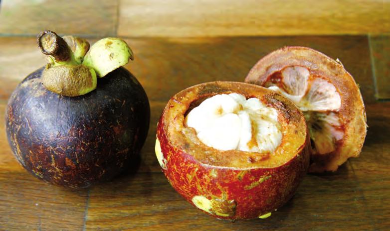 Frutos tropicales Frutos diferenciados en función del tamaño, sabor y grado de acidez. PROPIEDADES MANGOSTÁN (Garcinia mangostana.