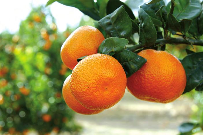Frutas Principales zonas de producción MANDARINA (Citrus reticulata, citrus clementina, citrus unshiu satsumas.