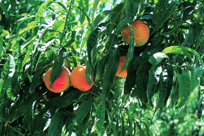 Frutas Principales zonas de producción MELOCOTÓN (Prunus persica.