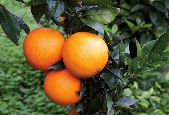 Frutas Principales zonas de producción NARANJA (Citrus sinensis.