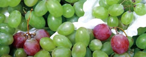 Frutas Uvas Qué variedades son más apreciadas y por qué?