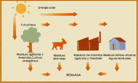 Guascor Bioenergía La Biomasa Se considera biomasa la materia orgánica producida a través del proceso de fotosíntesis, así como la originada en los procesos de transformación de esta materia orgánica.