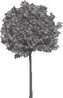 palmatum arbustiu 2/2,5 m 182 Acer saccharium Born s gracious 20/25 112 25/30