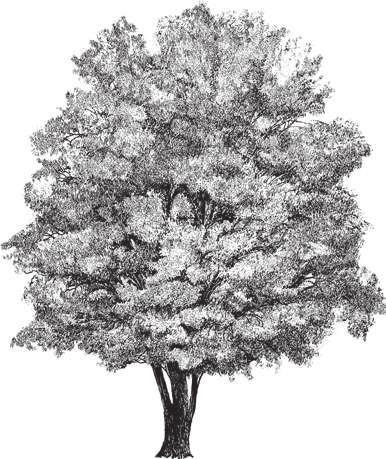 60 Quercus pubescens 12/14 74 Salix alba Sophora japonica