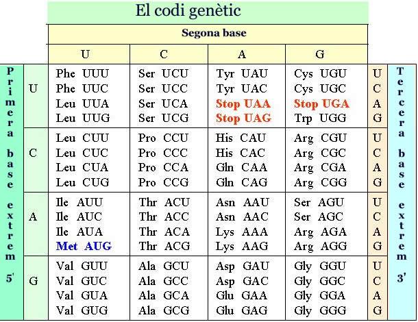 El codi genètic El codi genètic és el diccionari que permet traduir la informació continguda en la seqüència dels nucleòtids d'un fragment d'arnm en la seqüència d'aminoàcids d'una proteína.