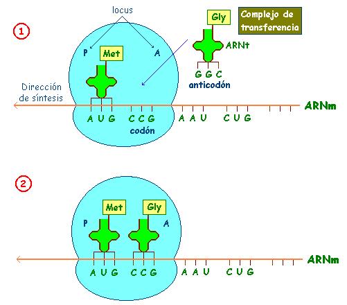 En aquest, una seqüència específica de nucleòtids es tradueix a una seqüència específica d aminoàcids. La traducció es du a terme en els ribosomes.