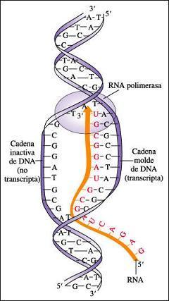 5. Quan arriba al fragment d ARN anterior, l ADNpol III se solta i entra l ADNpol I, que elimina el primer i el substitueix per ADN, deixant dos nucleòtids sense unir. 6.