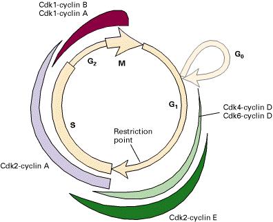 A nivel molecular, el ciclo celular está controlado por la actividad fluctuante espacial y temporal de complejos proteícos formados por una ciclina