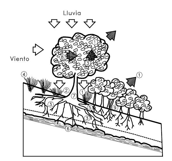 Figura 34. Efectos de la vegetación sobre la estabilidad de una ladera. Factores (Figura 34): 1. Intercepta la lluvia. 2. Aumenta la capacidad de infiltración. 3. Extrae la humedad del suelo. 4.