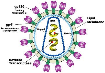 Inmunodeficiency Virus HIV-1.