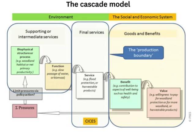 Modelo de cascada Medio Ambiente Sistema socioeconómico Servicios intermedios y de soporte Servicios finales Bienes y