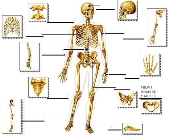 Página 2 de ORGANIZACIÓN DEL SISTEMA ÓSEO Los 206 huesos que forman el esqueleto están organizados en