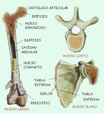 costillas; y el esqueleto apendicular, formado por los huesos de las extremidades superiores e
