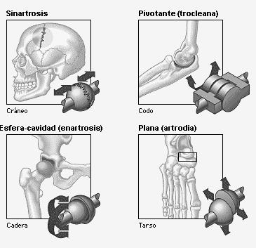 Página 3 de ARTICULACIONES Una articulación es la unión de dos o más huesos. De acuerdo con el grado de movilidad que presentan, las articulaciones se clasifican en: móviles, semimóviles y fijas.