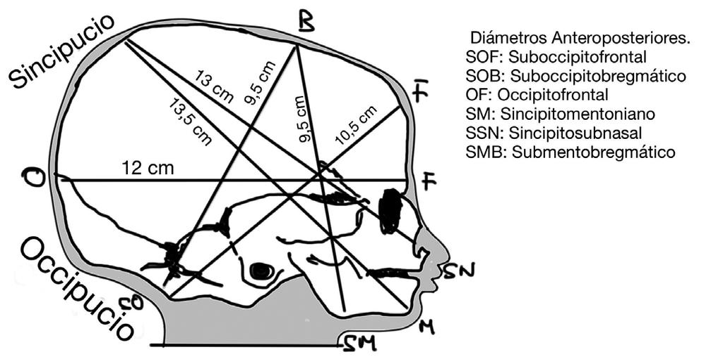 Matrona. Tomo 1 b. Diámetro transverso: interespinoso, mide 11 cm. c. Diámetro sagital posterior: desde la mitad del diámetro intertuberositario hasta el extremo del cóccix, mide 7,5 cm.