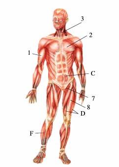 Cuando un músculo se contrae, se acorta y tira de los huesos en los cuales se inserta.