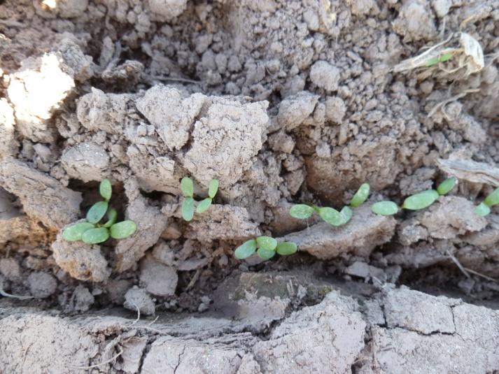 Durante el verano las infestaciones de trips suelen alcanzar altas densidades en el cultivo de soja, con predominio de ninfas. Estas poblaciones migran luego a otros cultivos como la alfalfa.