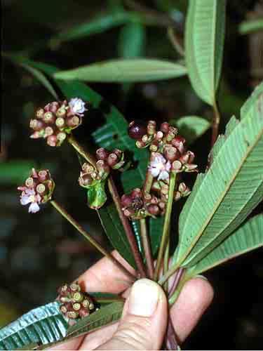 Common Plants of