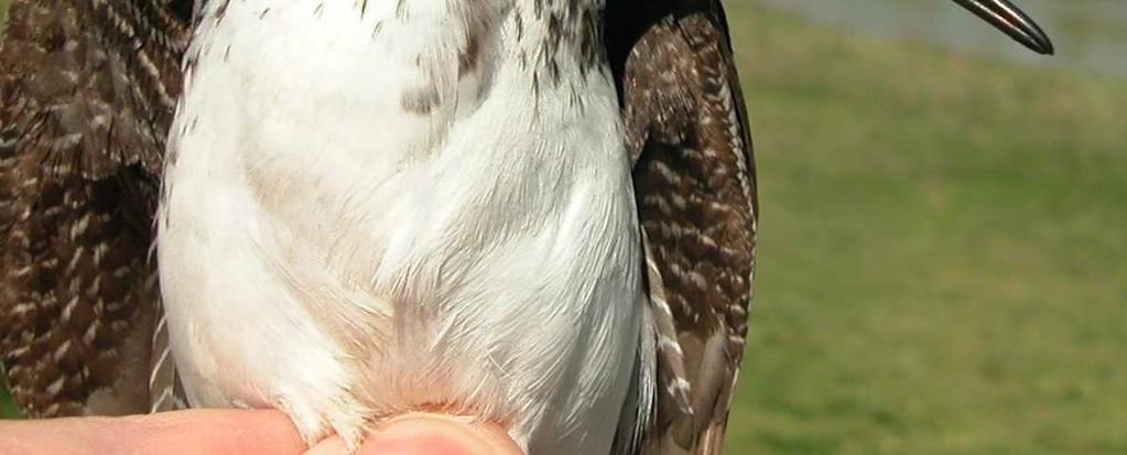 La muda postjuvenil es parcial cambiando las plumas