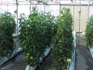 Invernadero Multitúnel Cultivo sin suelo: Sacos Perlita B12 (0-5 mm) 2.2 plants/m 2 Tratamientos: N7: Nutrient solution 7 meq. N/L N9: Nutrient solution 9 meq.