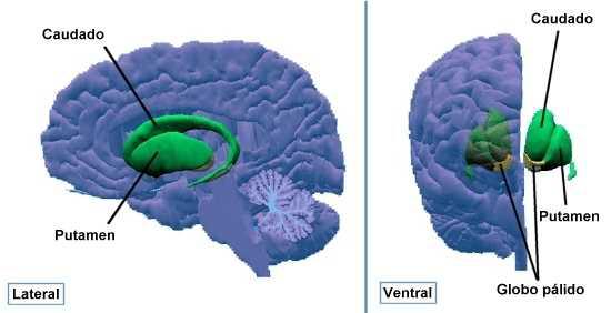 Problemas cognitivos y conductuales pueden ocurrir con la misma frecuencia en presencia o ausencia de alteraciones en las neuroimágenes.