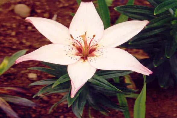 lactiflora Pallas).
