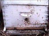 Infecciones de abejas adultos Nosema Diarrhoea Medidas