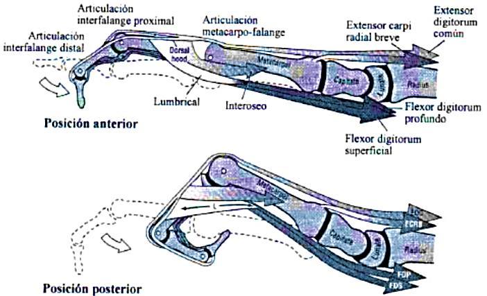 a. Tendón flexor profundo de los dedos (Flexor Digitorum Profundus: FDP) La acción de este tendón es la flexión de las articulaciones metacarpofalángica (MCF), interfalángica proximal (IFP) y la