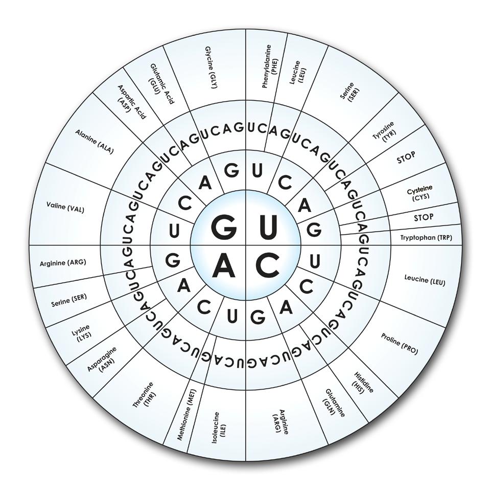 EL CÓDIGO GENÉTICO La figura representa el código genético estándar: aminoácido.
