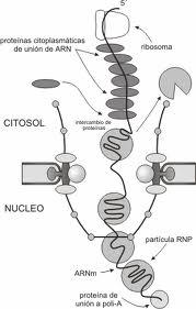 3- Regulación n del transporte hacia el citoplasma Aquellos ARNm que tienen cola polia