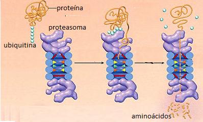 5- Regulación n post-traducci traducción Se relaciona con el tiempo de vida media de cada proteína: A- la presencia de ciertos aminoácidos al comienzo de la proteína aseguran una mayor estabilidad o