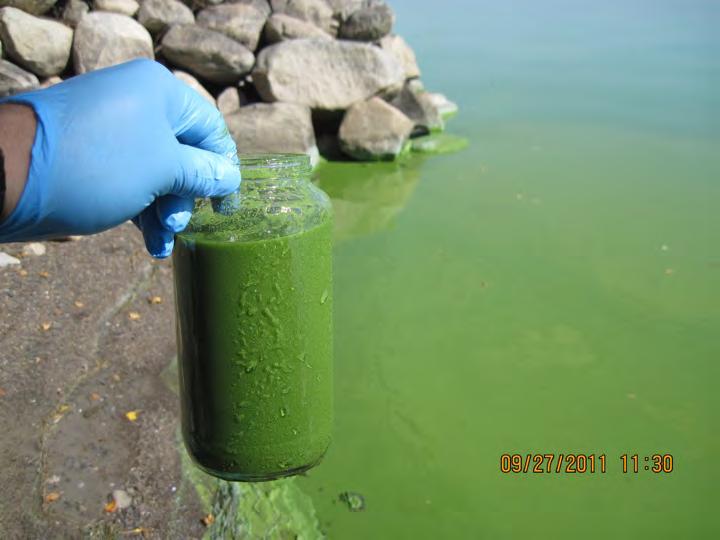 Historia de la gestión del agua por cuenca Plan de intervención detallado 2007-2017 sobre las algas verdeazules Mandato a los organismos de cuenca para luchar en contra de las algas verde-azules
