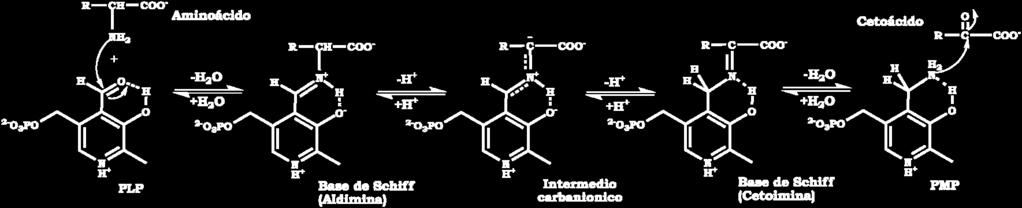 implicados en multitud de procesos catalíticos, ya que actúan como cofactores enzimáticos.