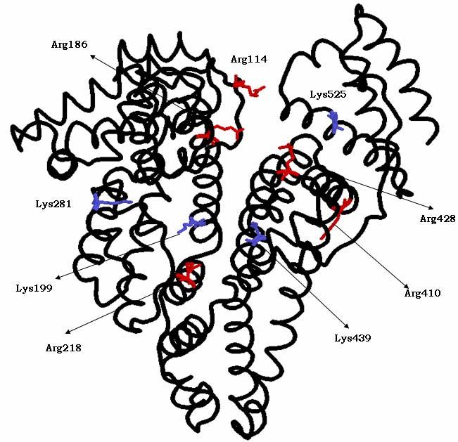CAPÍTULO 1. GLICACIÓN PROTEICA (GP) enzima ha puesto de manifiesto la importancia de los grupos Cys como dianas de la GP, siendo sus residuos Cys149 y 244 sus dianas principales [BLATNIK, 2008].