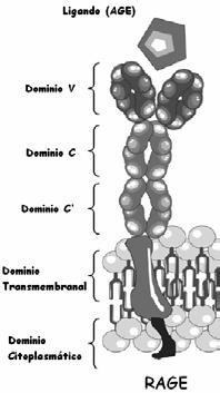 Los RAGEs se sitúan sobre células endoteliales y macrófagos [NEEPER, 1992] y están formados por un dominio tipo V (se une a los AGEs) seguido de dos dominios tipo C.